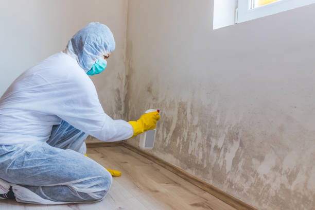 Licensed Commercial Mold Remediation service in Eagle, MI - WQB Mold Removal
