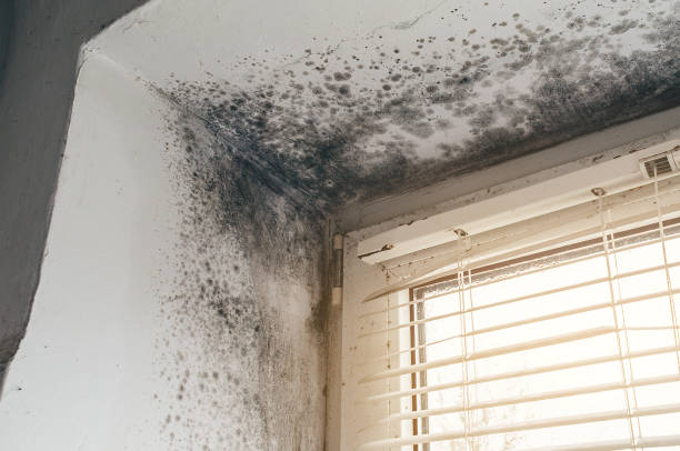 Affordable Commercial Mold Remediation solutions in Eagle, MI